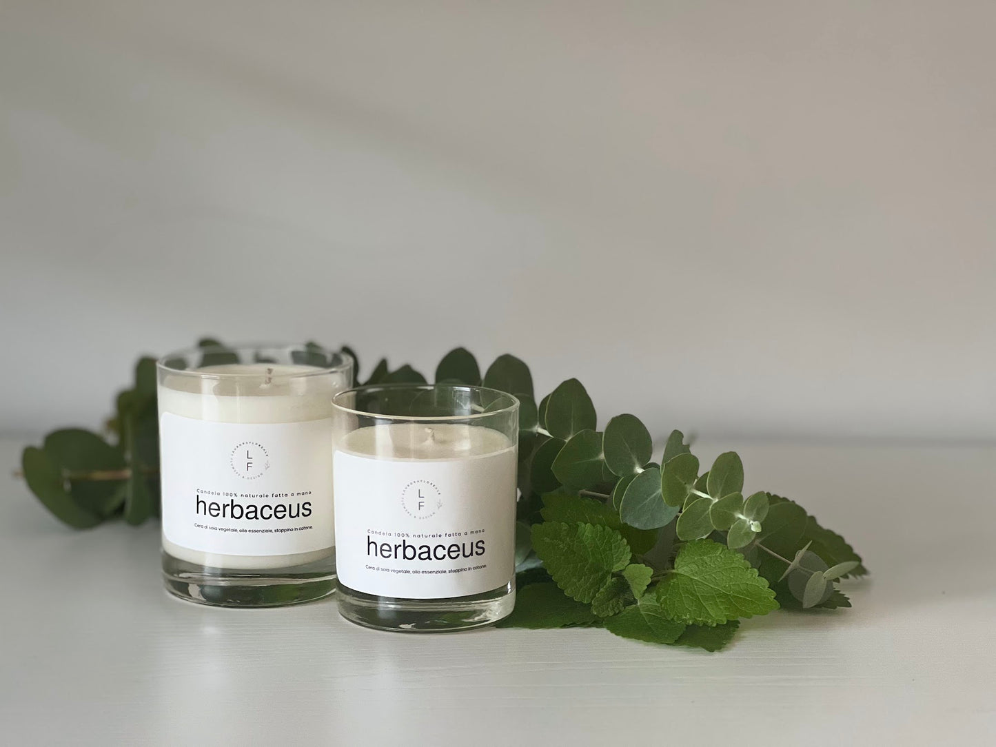 CANDELA HERBACEUS