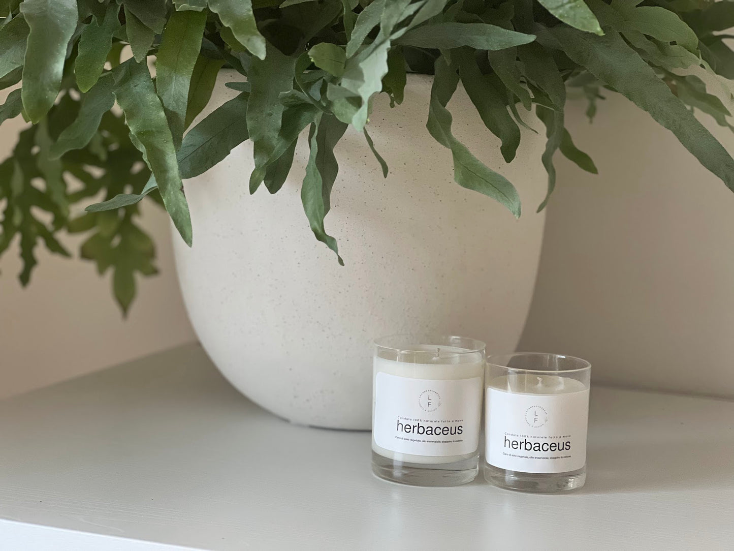 CANDELA HERBACEUS