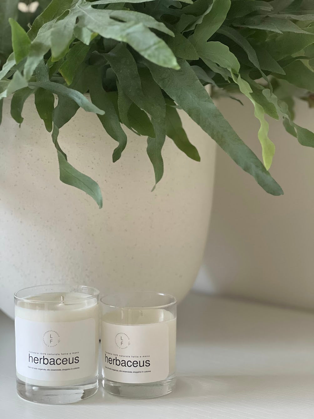 CANDELA HERBACEUS