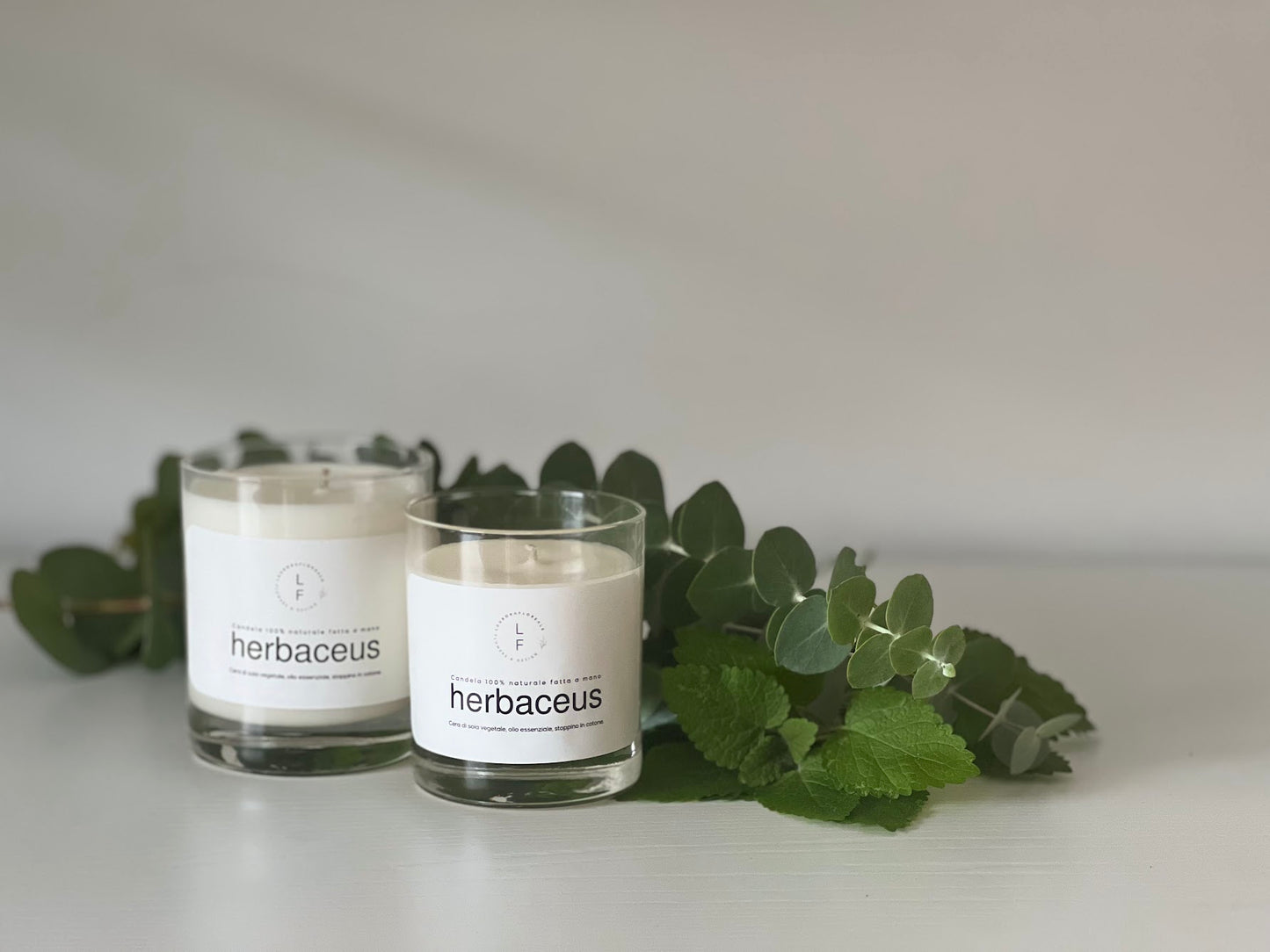 CANDELA HERBACEUS