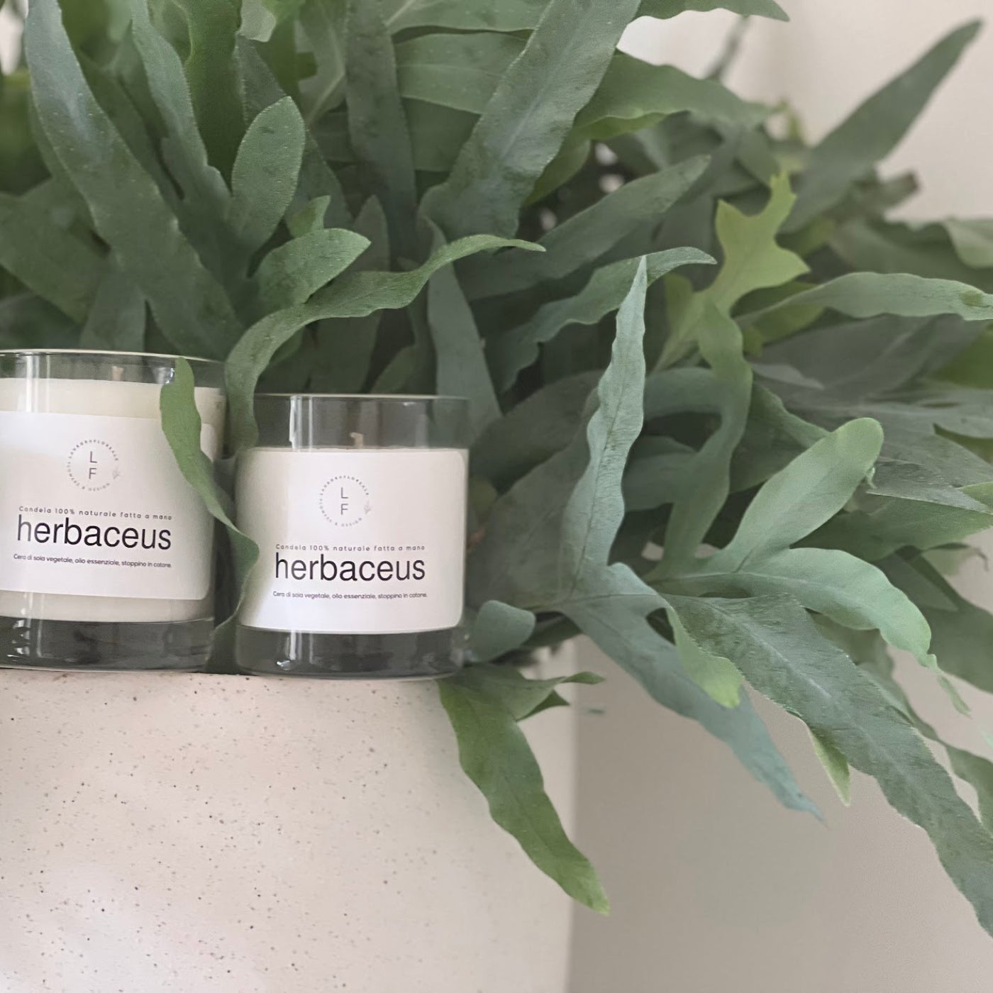 CANDELA HERBACEUS
