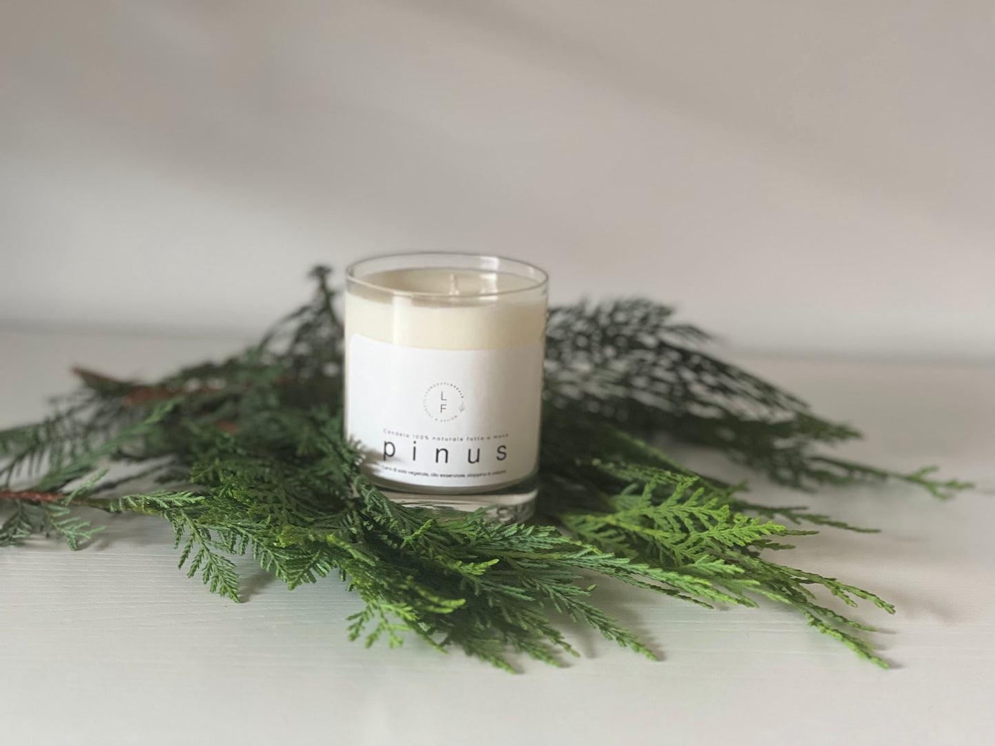 CANDELA PINUS